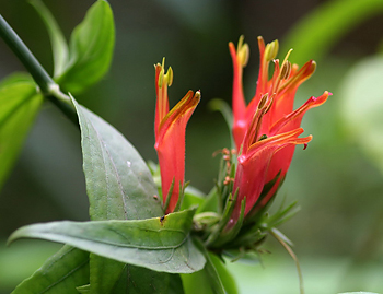 เสลดพังพอนตัวเมีย