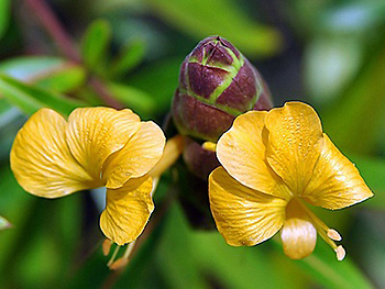 เสลดพังพอนตัวผู้